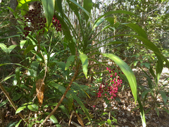 Cordyline manners-suttoniae