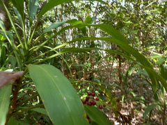Cordyline manners-suttoniae