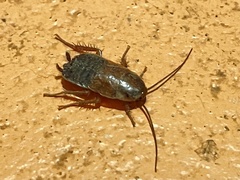 Parcoblatta pennsylvanica