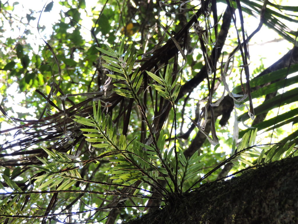 Dichaea cogniauxiana