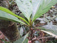 Amaioua guianensis