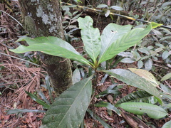 Amaioua guianensis