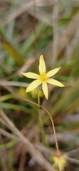 Sisyrinchium vaginatum