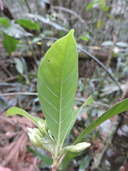 Amaioua guianensis