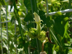 Trichosanthes costata