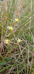 Sisyrinchium vaginatum