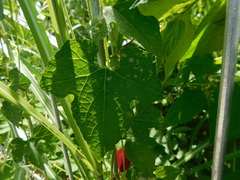 Trichosanthes costata