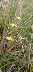 Sisyrinchium vaginatum