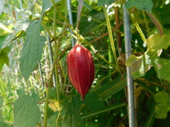 Trichosanthes costata