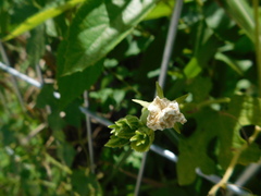 Trichosanthes costata