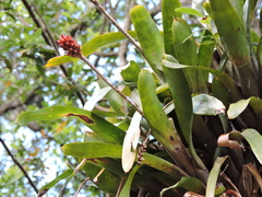 Aechmea comata