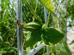 Trichosanthes costata