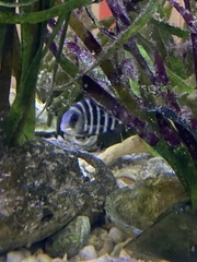 Archosargus probatocephalus