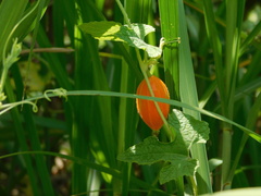 Trichosanthes costata