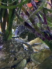 Archosargus probatocephalus