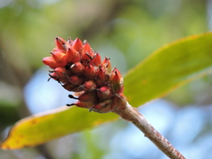Aechmea comata