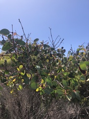 Eucalyptus preissiana