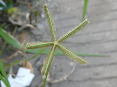 Dactyloctenium aegyptium