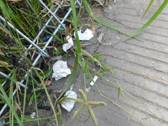 Dactyloctenium aegyptium