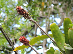 Aechmea comata