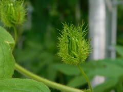 Passiflora foetida