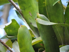 Aechmea comata