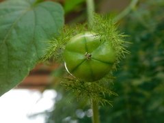 Passiflora foetida