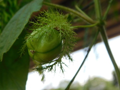 Passiflora foetida