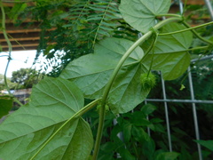 Passiflora foetida