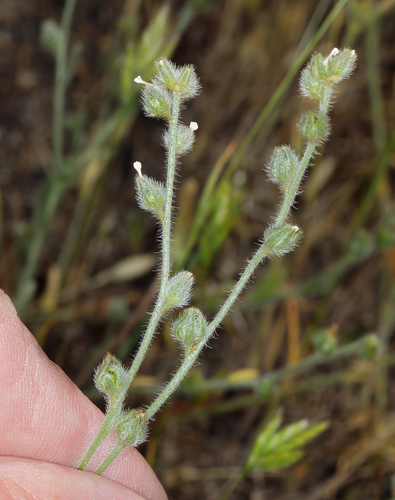 iNaturalist observation photo of Fulvous Popcornflower