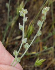 Plagiobothrys fulvus