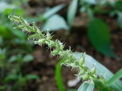 Cenchrus echinatus