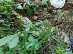 Cenchrus echinatus