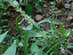 Cenchrus echinatus
