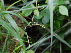 Poaceae