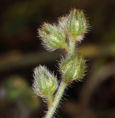 Plagiobothrys fulvus