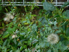 Porophyllum ruderale