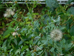 Porophyllum ruderale