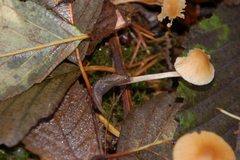 Prophysaon andersonii
