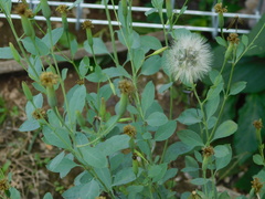 Porophyllum ruderale