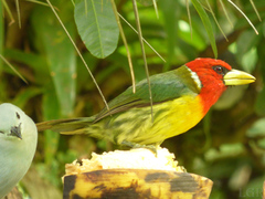 Eubucco bourcierii