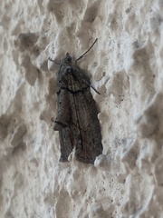 Hemiloxia maditata
