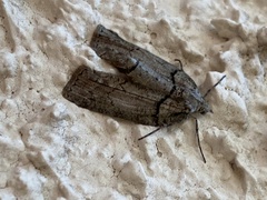 Hemiloxia maditata