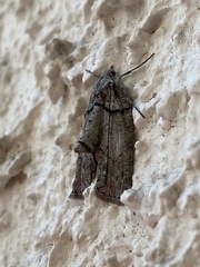 Hemiloxia maditata