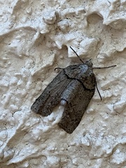 Hemiloxia maditata