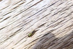 Odontomyia decipiens