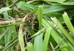 Conocephalus longipes
