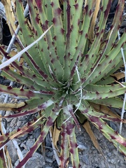 Hechtia texensis