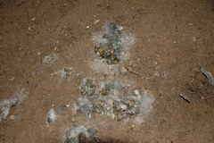 Laurasiatheria