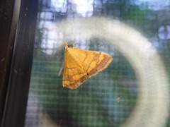 Pyrausta insignitalis